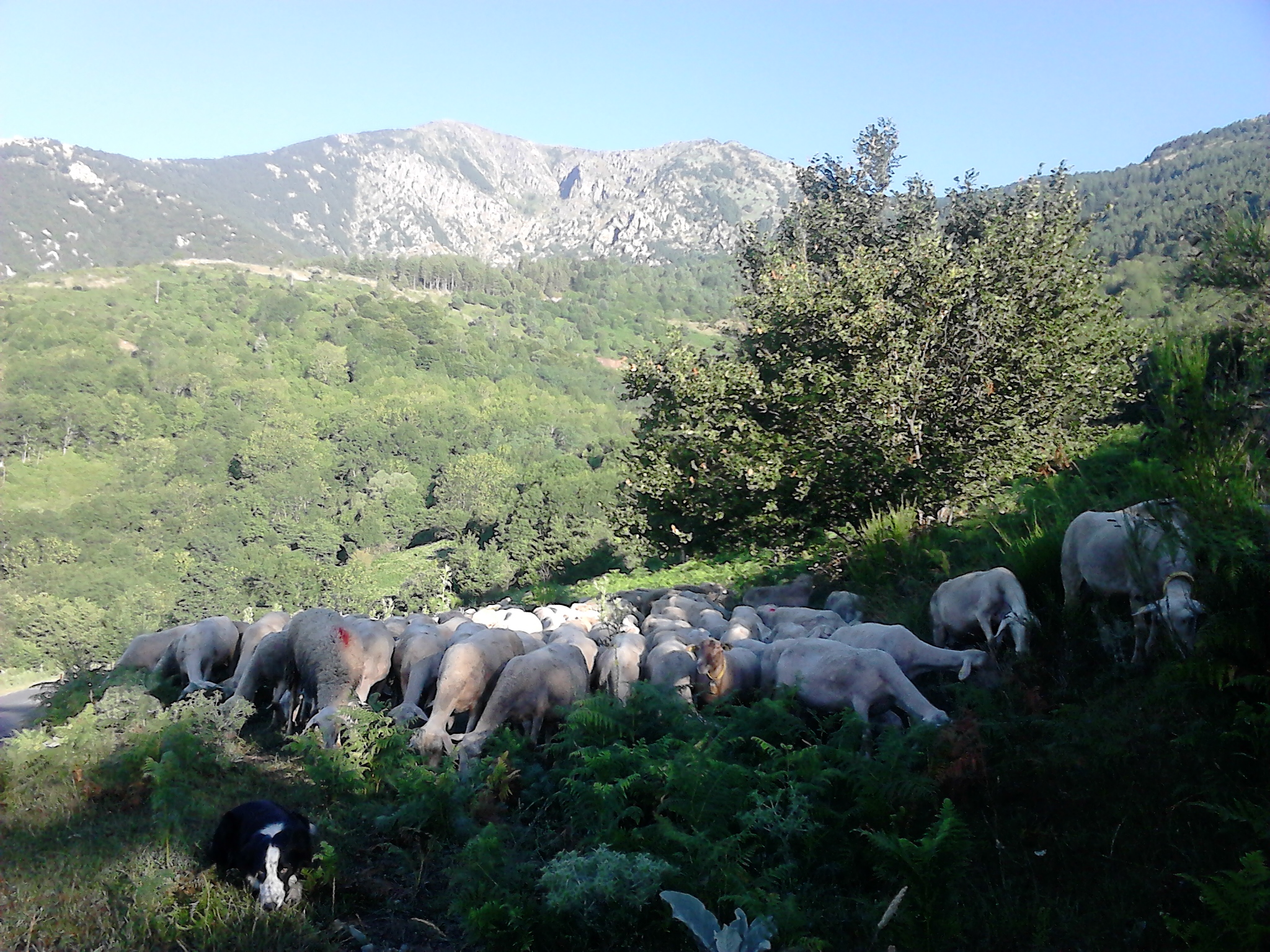 Gaec La Cazette