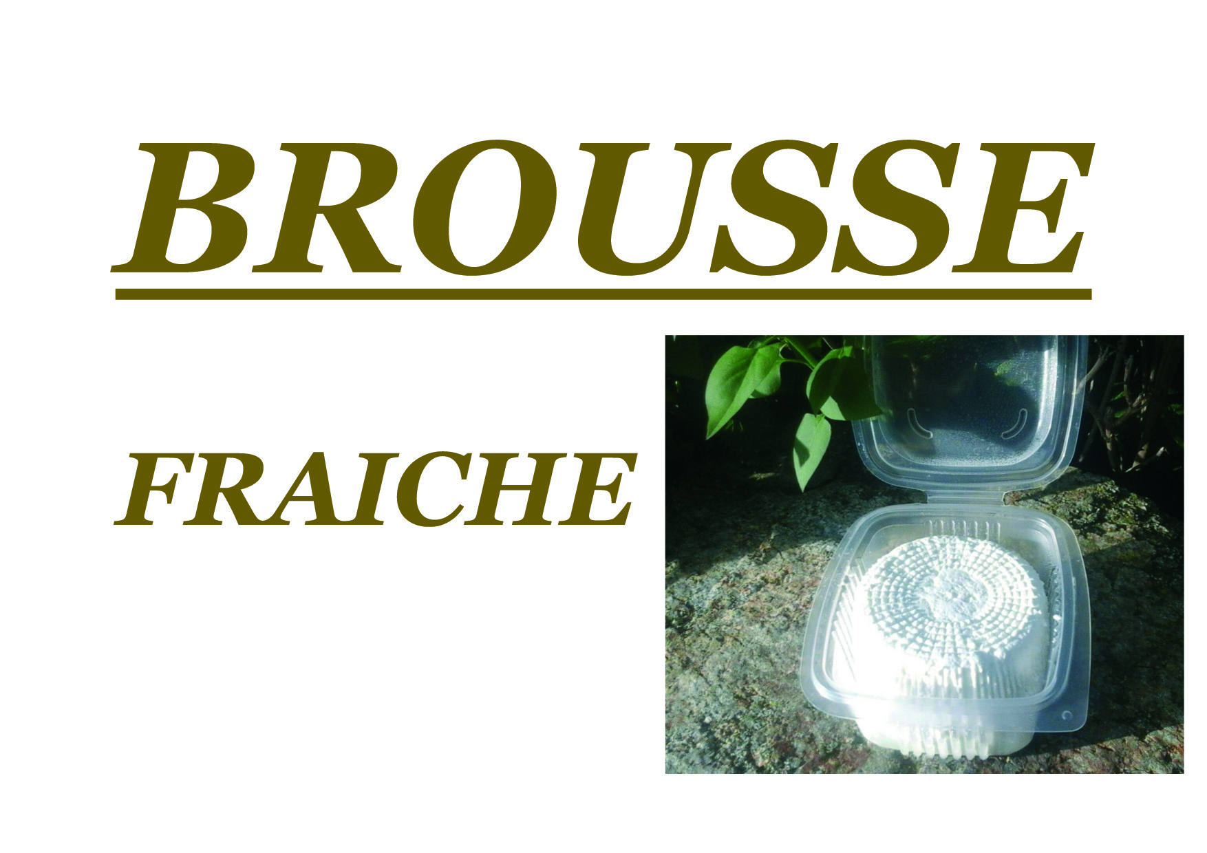 brousse fraîches brebis